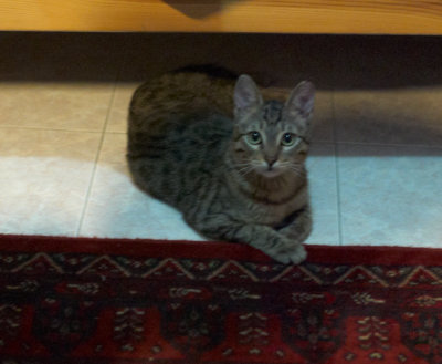 Leo's first evening L5002122.jpg