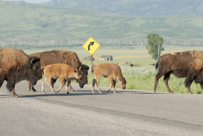 Buffalo calves_6599