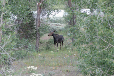 Moose in Moose_6619