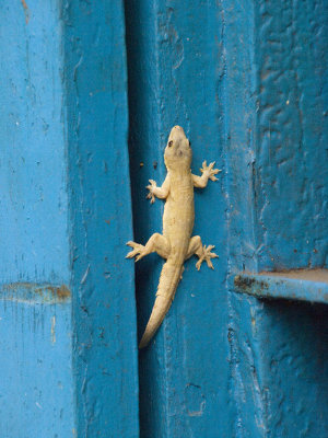 <B>Light Lizard</B> <BR><FONT SIZE=2>Mountain Sam, Vietnam, January 2008</FONT>