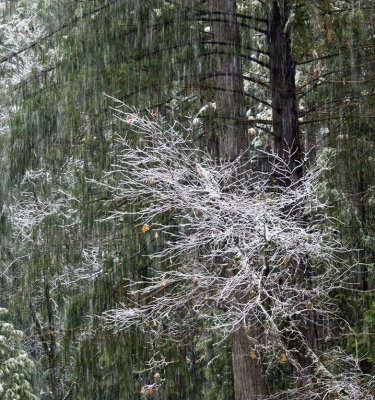 White Tree Yosemite National Park, February 2008