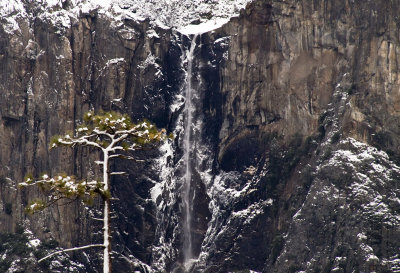 <B>Tree</B> <BR><FONT SIZE=2>Yosemite National Park, February 2008</FONT>