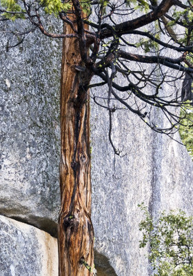 Granite Tree Yosemite National Park, February 2008