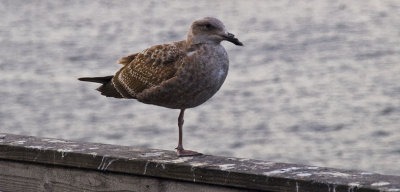 <B>Lucky</B> <BR><FONT SIZE=2>Monterey, California, March 2008</FONT>