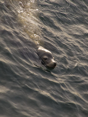 Swimmer  Monterey, California, March 2008