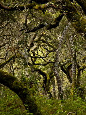 Forest Mystery Carmel Valley, California, March 2008