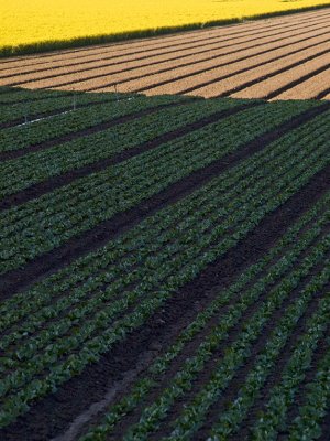 <B>Agriculture</B> <BR><FONT SIZE=2>Salinas Valley, California, March 2008</FONT>