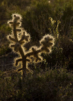 <B>Plant Blaze</B> <BR><FONT SIZE=2>Lone Pine, California - April 2008</FONT>