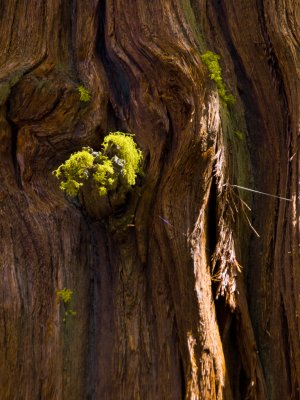 Heart of the Tree Yosemite National Park, California - May, 2008