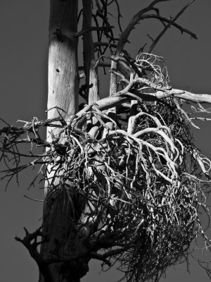<B>Branches</B> <BR><FONT SIZE=2>Fallen Leaf Lake, Lake Tahoe, California - May 2008</FONT>