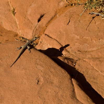 Wary Watcher Valley of Fire State Park, Nevada - September 2008