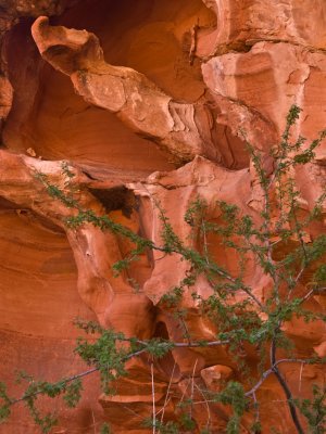 Branches Valley of Fire State Park, Nevada - September 2008