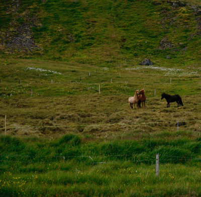 Grazing Iceland - July 2009