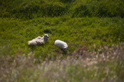 Sheep Hellnar, Iceland - July 2009
