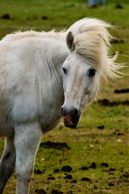 Horse Portrait Iceland - July 2009