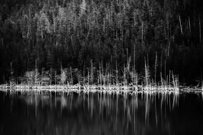 Ghost Chior Earthquake Lake, Montana - May - 2010