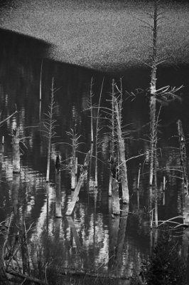 Textures and Drama Earthquake Lake, Montana - May - 2010
