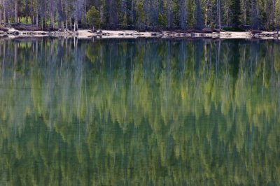 Reflected Forest Idaho - May, 2010