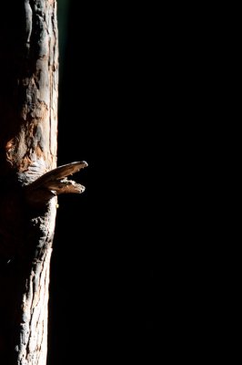 Snake Branch Samual P. Taylor State Park, California - August 2010