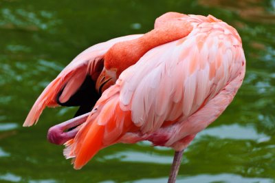 Flamingo Balboa Park and Zoo, San Diego, California - September 2010