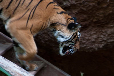 Tiger 2 Balboa Park and Zoo, San Diego, California - September 2010