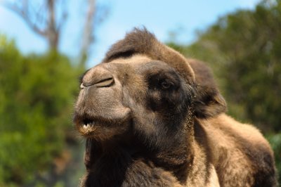 Camel Balboa Park and Zoo, San Diego, California - September 2010