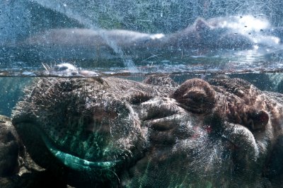 Submerged Hippo Balboa Park and Zoo, San Diego, California - September 2010