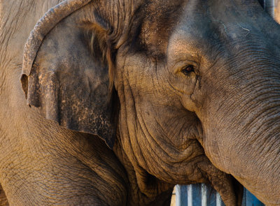 GALLERY::A Day At the San Diego Zoo and Balboa Park :: September- 2010