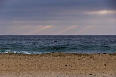 Dolphin Mission Beach, San Diego, California - September - 2010
