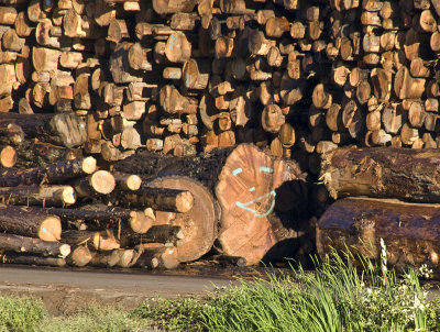 <B>Happy Lumber</B> <BR><FONT SIZE=2>Weaverville, CA, August, 2007</FONT>