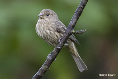 HouseFinch2_filtered.jpg