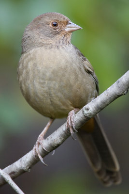 California_Towhee081115.jpg
