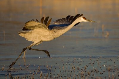 Running on ice