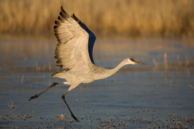 Ice takeoff