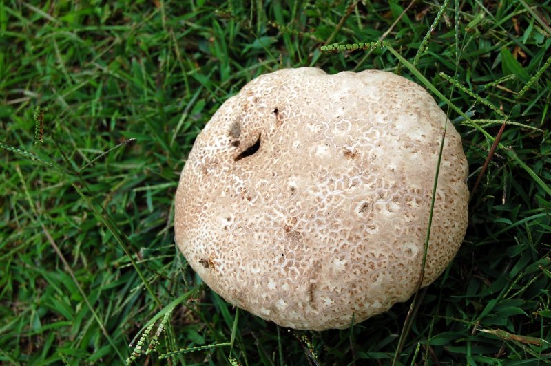 anothergoodtoadstool.jpg