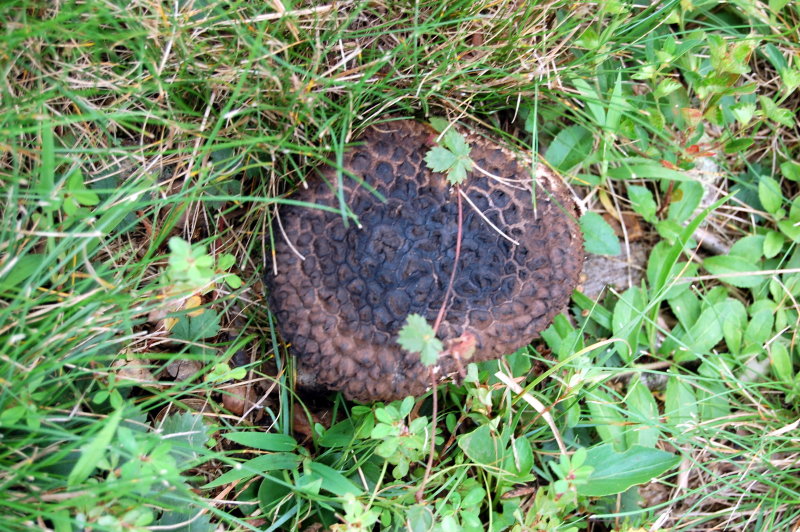 blacktoadstool.jpg