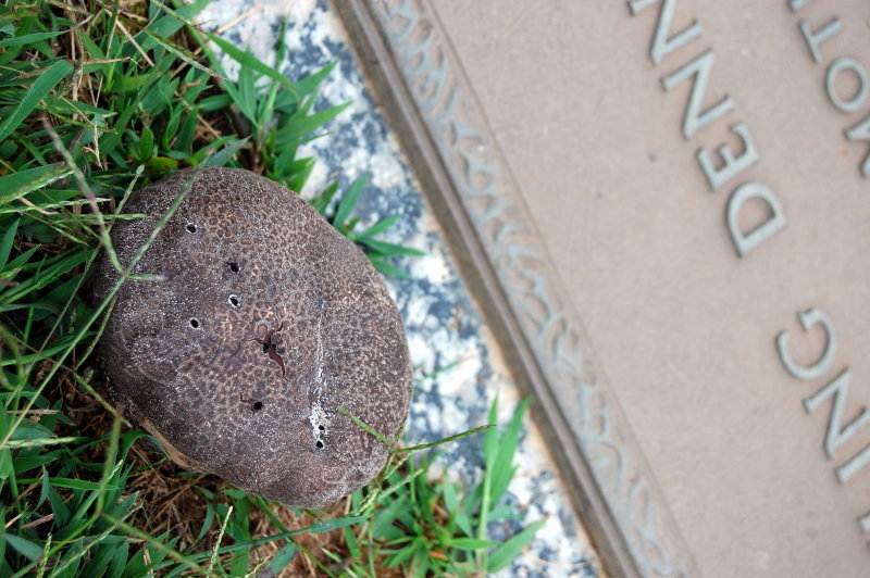 toadstoolsonmygrave.jpg