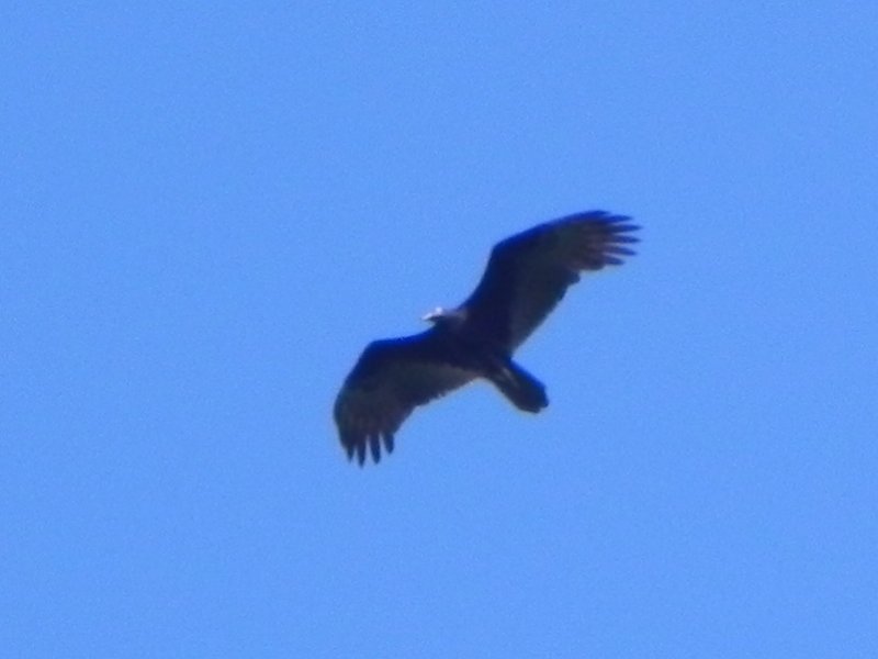 DSCN9877 Kopie.JPG