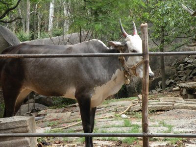 (close to) Bull Temple