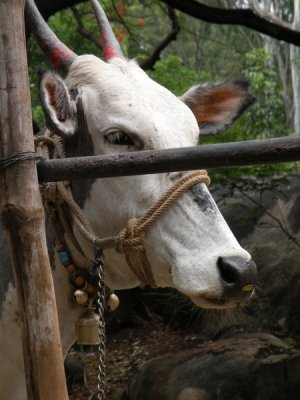 (close to) Bull Temple