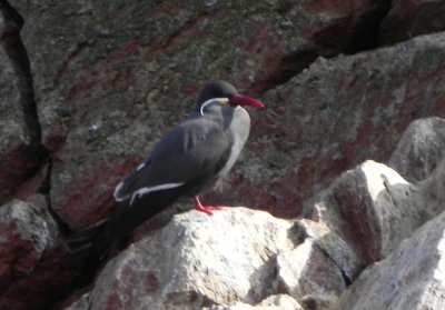 DSCN7856 Kopie.JPG