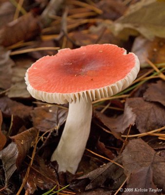 Russula sp.