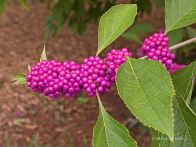 Callicarpa americana