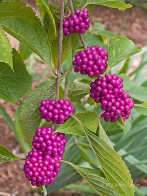 Callicarpa americana