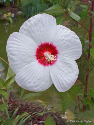 Hibiscus 'White Buddy Jewel'