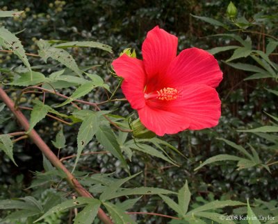 Hibiscus 'Holly Springs