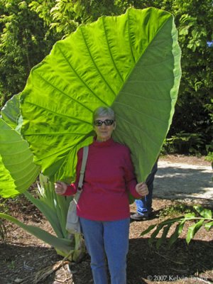 Colocasia gigantea leaf