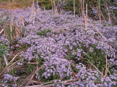 Fall Aster sp.