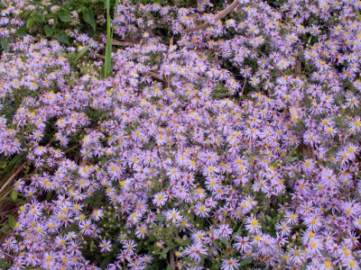 Fall Aster sp.