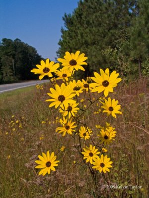 Helianthus angustifolius